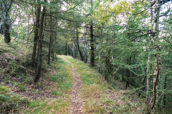 素晴らしいチェコの森の中の秋のハイキング — ストック写真