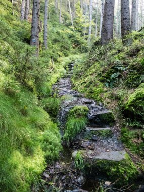 Çekoslovakya ormanlarında sonbahar yürüyüşü.