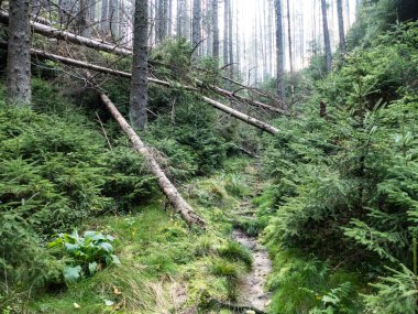 Çekoslovakya ormanlarında sonbahar yürüyüşü.