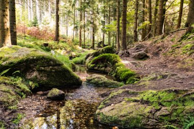 Çekoslovakya ormanlarında sonbahar yürüyüşü.
