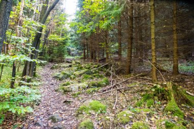 Çekoslovakya ormanlarında sonbahar yürüyüşü.