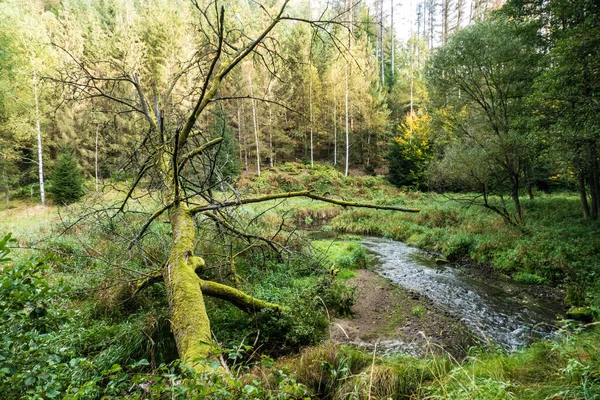 Őszi Kirándulás Egy Csodálatos Cseh Erdő Természet — Stock Fotó