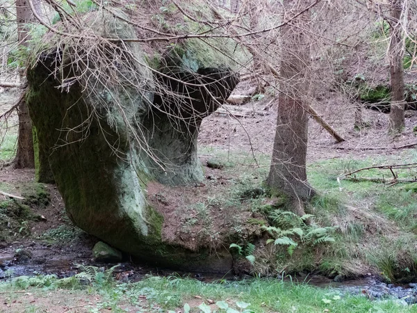 Randonnée Automnale Dans Une Étonnante Forêt Tchèque Nature — Photo