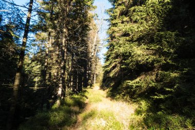 Çekoslovakya 'daki güzel renkli sonbahar ormanı