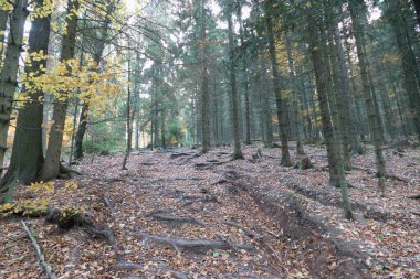 Çekoslovakya 'daki güzel renkli sonbahar ormanı