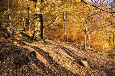Çekoslovakya 'daki güzel renkli sonbahar ormanı