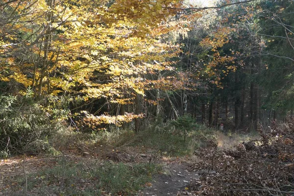 Prachtig Kleurrijk Herfstbos Tsjechisch Landschap — Stockfoto