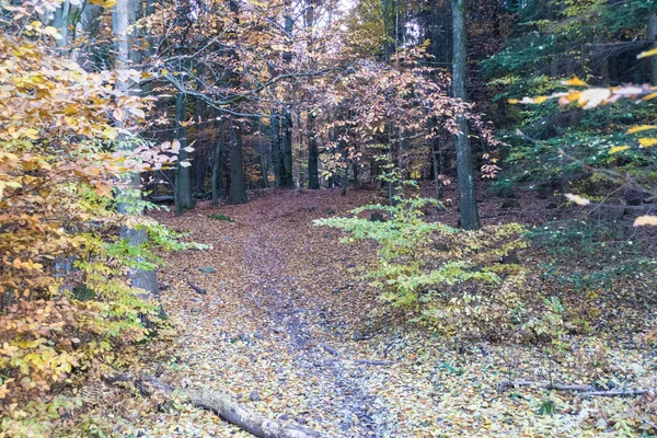 Bella Foresta Autunnale Colorata Nel Paesaggio Ceco — Foto Stock