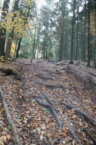 Gyönyörű Színes Őszi Erdő Cseh Táj — Stock Fotó