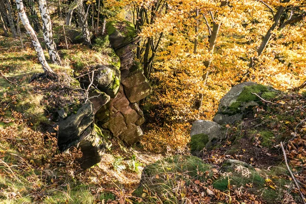 チェコの美しい紅葉の森 — ストック写真