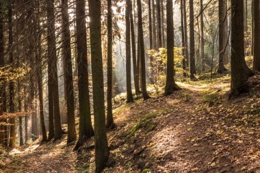 Çekoslovakya 'daki güzel renkli sonbahar ormanı