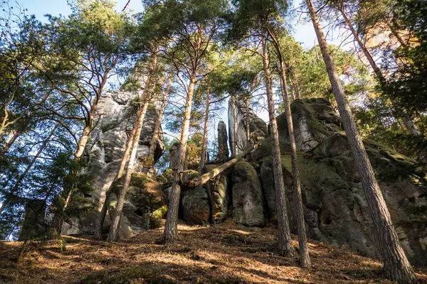 Belle Forêt Automne Colorée Dans Paysage Tchèque — Photo