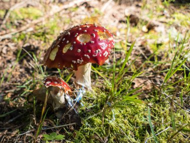 Ormandaki kırmızı ve beyaz mantarın ayrıntıları