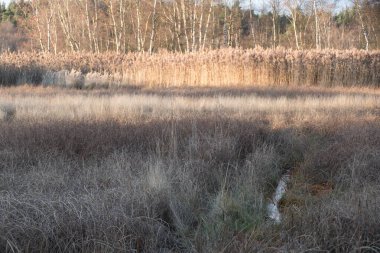 Volkanik çamur gayzerleri Batı Bohemya 'da Fransensbad tarafından rezerve edildi.