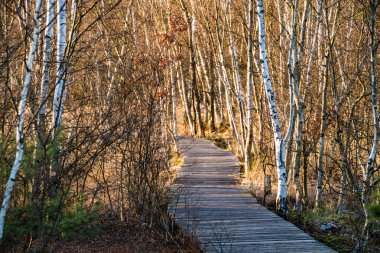 Volkanik çamur gayzerleri Batı Bohemya 'da Fransensbad tarafından rezerve edildi.