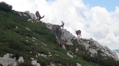 Dağlarda dağ keçisi.