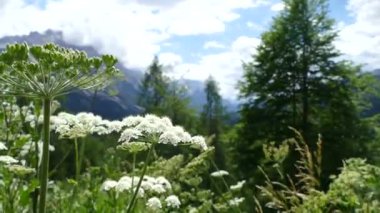 Yazın alp çayırı