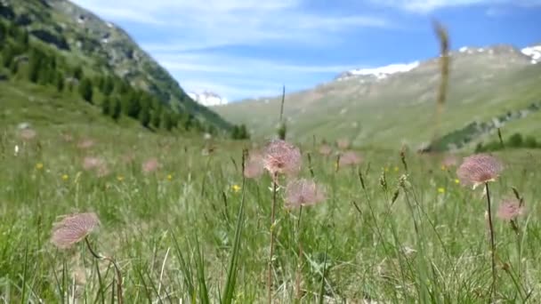 Beautiful Alpine Meadow Summer — Stock Video