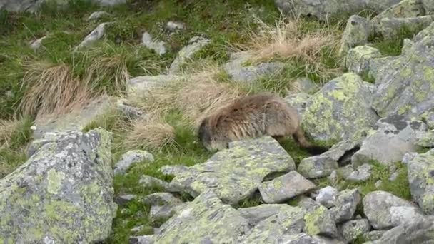 Marmota Naturaleza Alpina — Vídeos de Stock