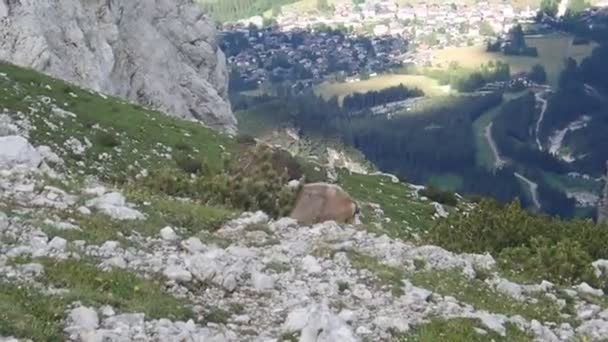 Bouquetin Alpin Dans Les Montagnes — Video