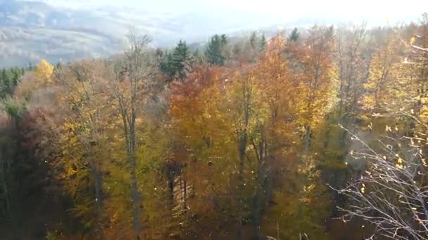 Czeska Przyroda Wietrznej Jesieni — Wideo stockowe