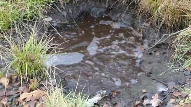 Mud Geyseyrs Soos National Park Frantiskovy Lazne Czechia — Stock Video