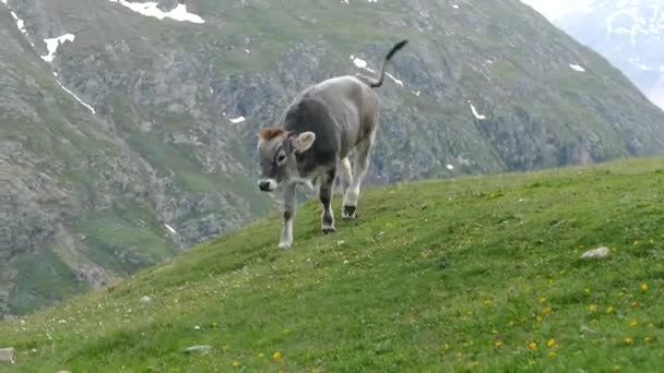 Kráva Alpské Louce — Stock video