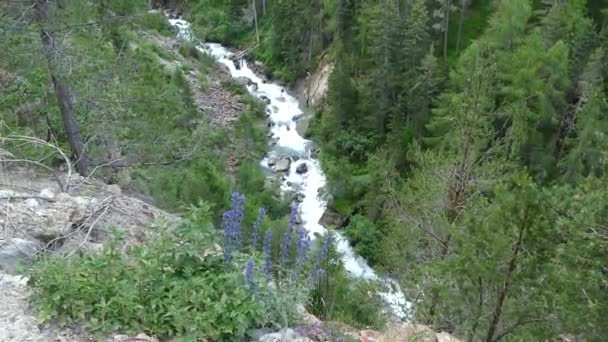 Wild River Waterfall Alps — Stock Video