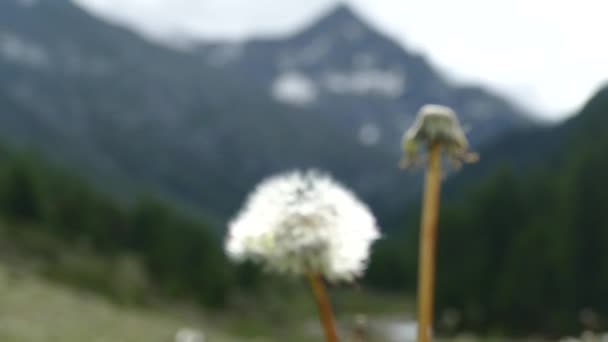 Альпийский Луг Цветком Ветру — стоковое видео