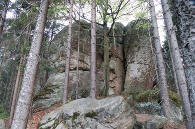 beautiful forest natural landscape of northern bohemia