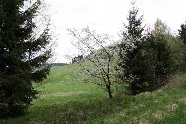 Wunderschöne Waldlandschaft Nordböhmens — Stockfoto