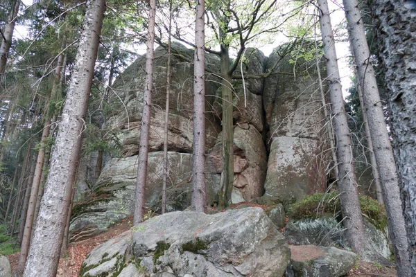 Beautiful Forest Natural Landscape Northern Bohemia — Stock Fotó