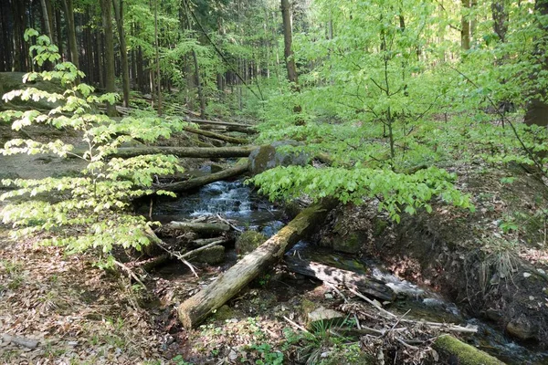 Beautiful Forest Natural Landscape Northern Bohemia — Foto de Stock