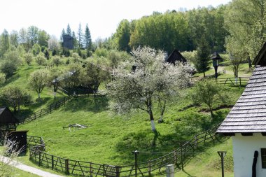 beautiful forest natural landscape of northern bohemia