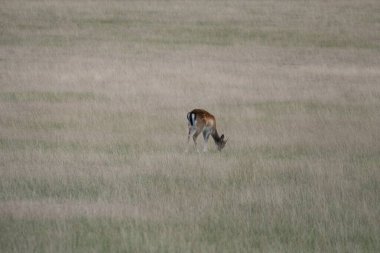 Çimenli bir çayırda düşen vahşi bir geyik.