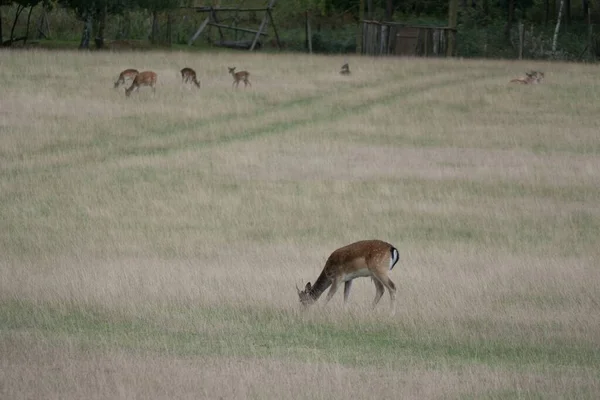 Een Wild Damhert Een Grasveld — Stockfoto