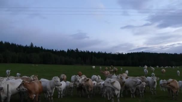 Akşamları Çayırda Gürültülü Inekler — Stok video