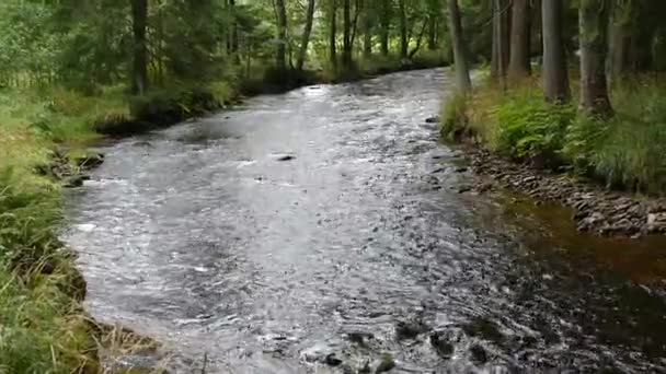 Fließend Eiskaltes Wasser Der Natur — Stockvideo