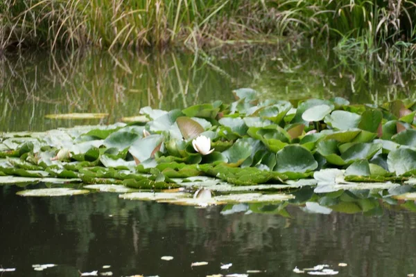 睡蓮のある美しい湖の池 — ストック写真