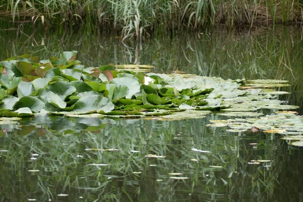 一个美丽的湖池塘 上面有水莲 — 图库照片