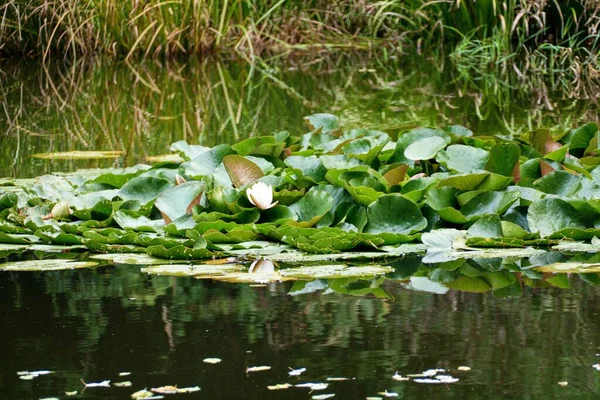 睡蓮のある美しい湖の池 — ストック写真