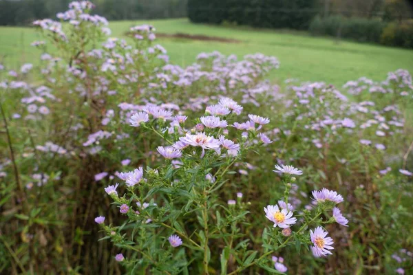 Detail Van Violette Herfstbloemen Een Weide — Stockfoto