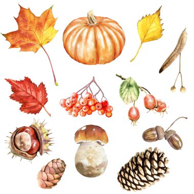 Suluboya sonbahar seti. Kırmızı / turuncu / sarı / kahverengi. Sıcak ton renk şeması. Akçaağaç yaprağı, koni, kozalak, rowan, boletus, kestane, meşe palamudu, Hawthorn, ıhlamur ağacı, balkabağı