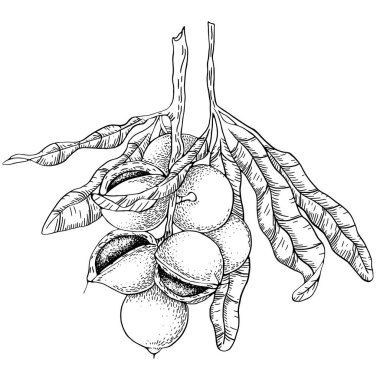 Macadamia ağacı elle çizilmiş mürekkep vektörü