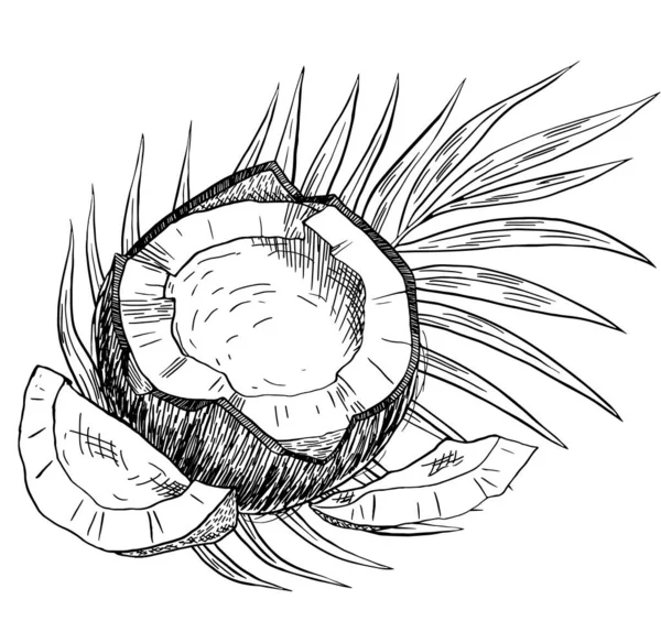 Coconut Vecteur Encre Dessiné Main — Image vectorielle
