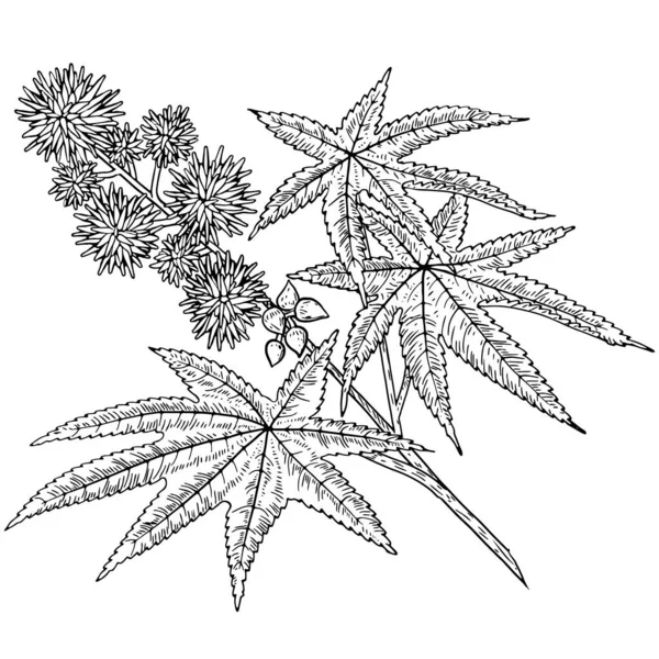 Plante Huile Ricin Ricinus Communis Vecteur Encre Main Levée — Image vectorielle