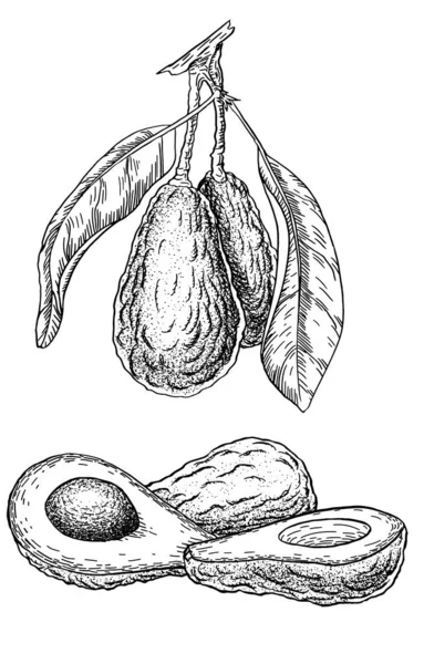 Avokado ağacı elle çizilmiş mürekkep vektörü