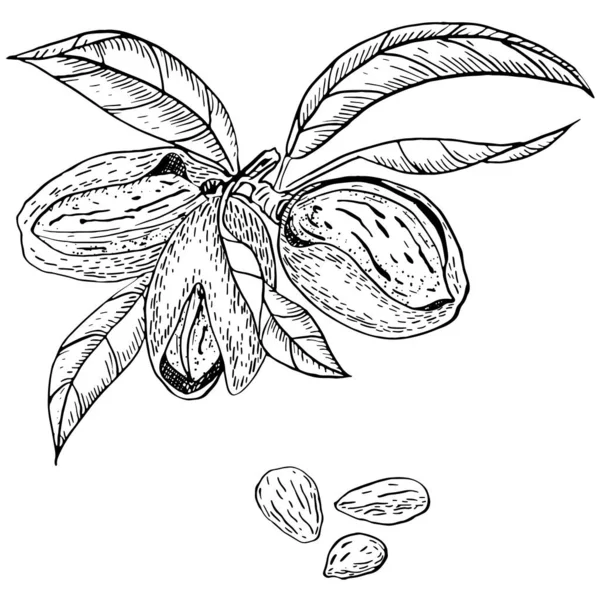 アーモンドの木の手描きインクベクトル — ストックベクタ