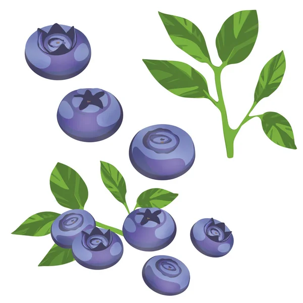 ベクトルの葉を持つ3つのベクトルブルーベリー 果実と葉をグループ化する例 — ストックベクタ