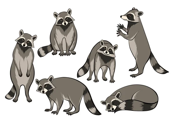 Set Racoons Vector Illustration — Stock Vector